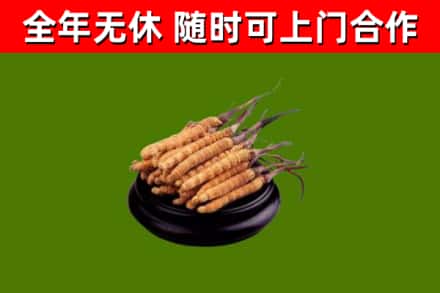 屏边县回收散虫草