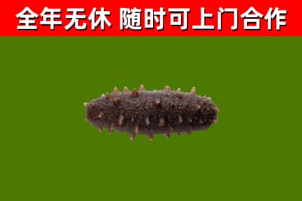 屏边县回收海参干